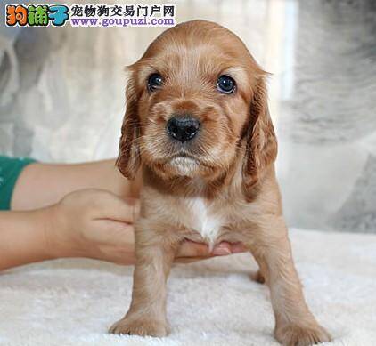 我家三个月的可卡犬感冒了应怎么办