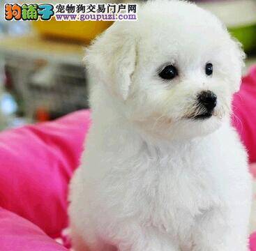 比熊犬鼻子花了应该给它吃点什么食物