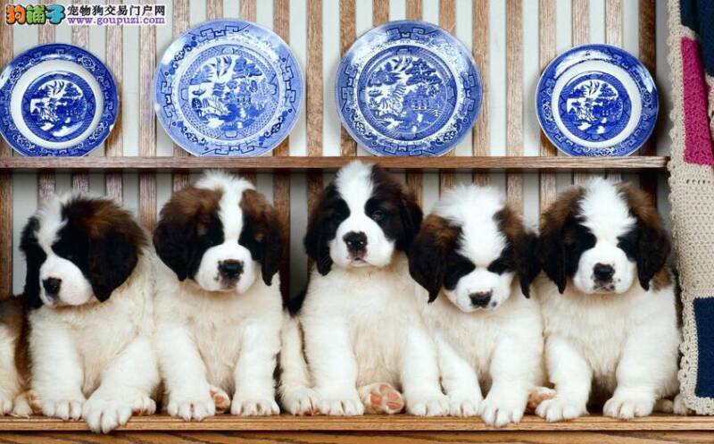 圣伯纳犬皮肤溃疡不愈合 竟是肥大细胞瘤