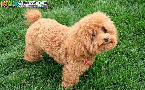 贵宾犬不愧为小型犬智商第一 训练泰迪熊学会搜索本领