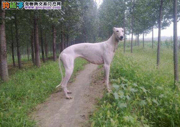 控制食量身体好 怎样控制格力犬的食量