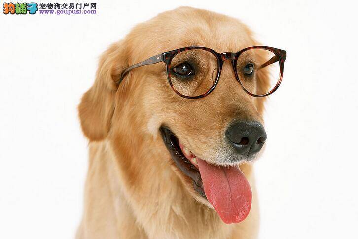 判断金毛犬是否生病的11个技巧