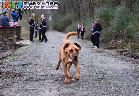 淘气小狗混入比赛 完成马拉松跑步获得第七名