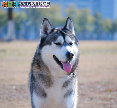 教你辨别健康的哈士奇有哪些基本的特征