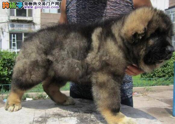 怎样亲手给高加索犬做最安全的狗粮