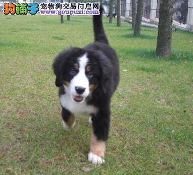 伯恩山犬嘴巴发红掉毛患皮肤病该怎么治