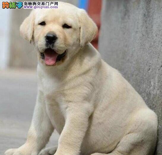 拉布拉多犬一天拉好几次水便如何治疗好