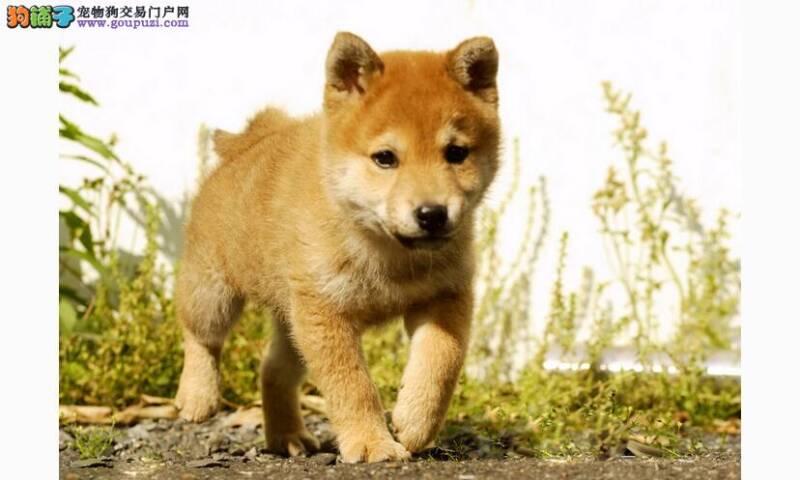 与柴犬玩游戏应依照4个原则