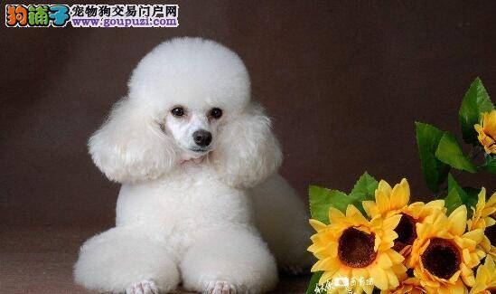 怎么才能让贵宾犬的毛发不褪色？