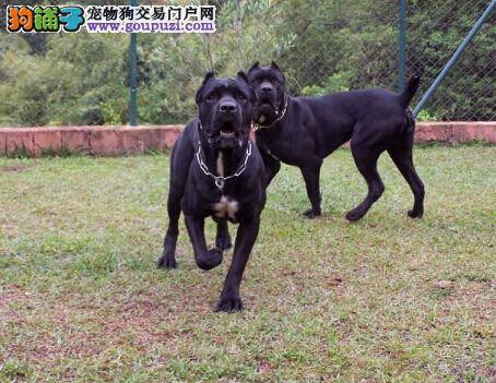 让狗狗爱上吃饭 提高卡斯罗犬食欲的方法