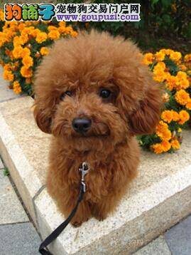 塑造文明礼仪狗 如何训练贵宾犬在户外上厕所