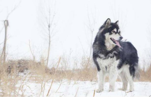 阿拉斯加雪橇犬好养吗？想要养它，必须知道以下4点