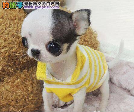 吉娃娃眼睛有狠毒眼屎，发红如何是好