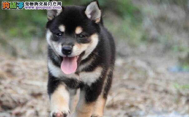 如何训练日系柴犬 训练柴犬坐下的技巧