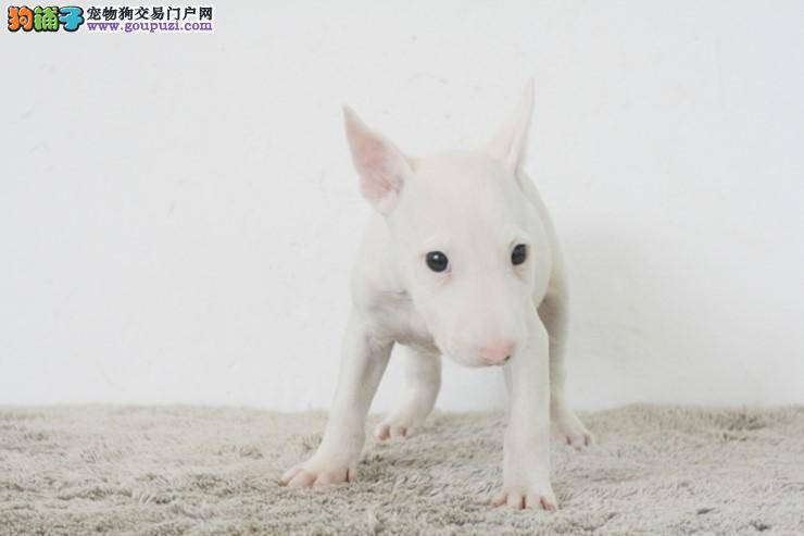 怎样挽救吃盐中毒的牛头梗