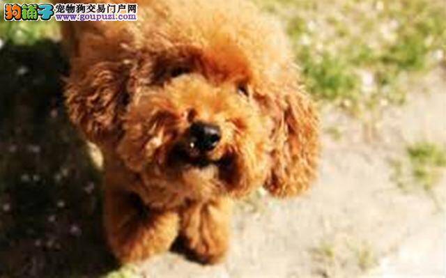 参赛泰迪犬的体型标准和美容标准