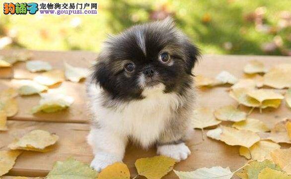 京巴狗牙齿怎么护理 清洁牙齿的方法