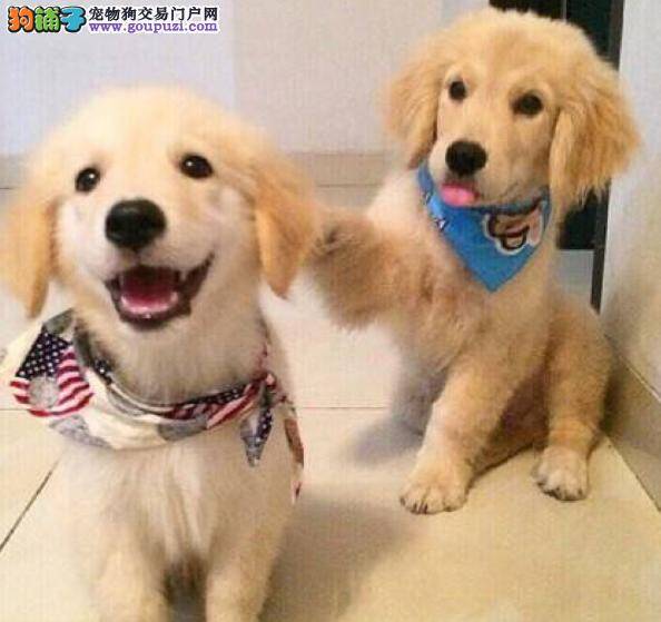 金毛犬严重贫血请问医生如何治疗