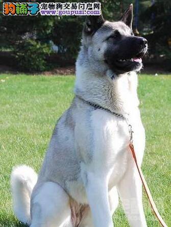 为什么提倡大家购买纯种的秋田犬