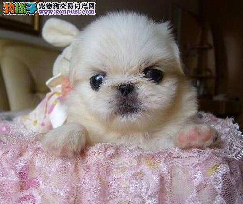 京巴狗身上一块块的掉毛是怎么引起的