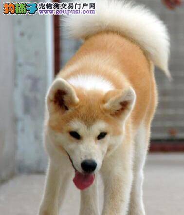 我家秋田犬最近总拉肚子如何是好