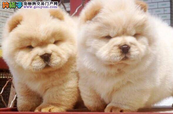 松狮犬食量控制的前车之鉴