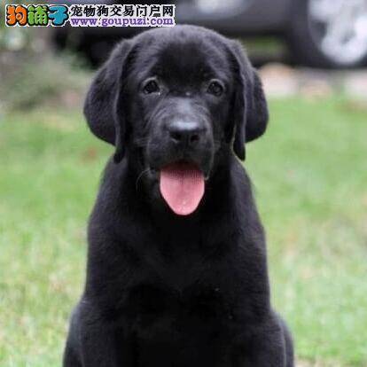 清洁天使 拉布拉多犬在洗澡时有哪些误区