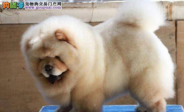 松狮犬咳嗽的原因究竟包括哪些方面