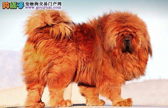 如何从细节部位分辨藏獒的优秀程度