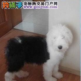 古代牧羊犬有哪些你所不知道的生活习惯