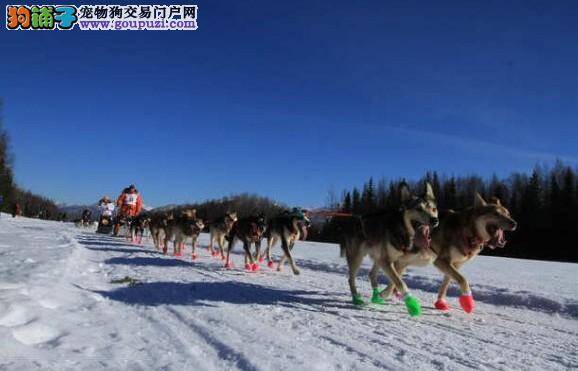 “艾迪塔罗得”狗拉雪橇大赛在美国举行