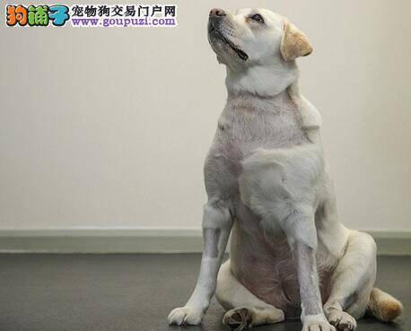 英国拉布拉多犬成功接受心内直视手术