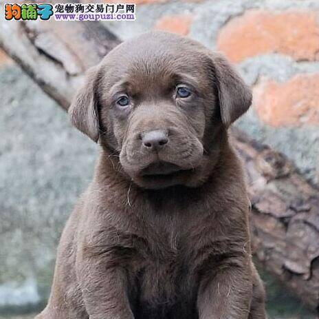拉布拉多犬拉稀四肢无力，请问医生它怎么了