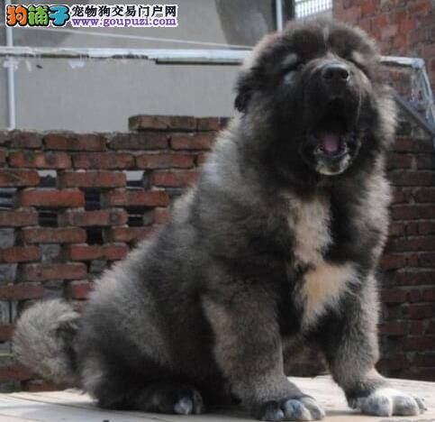 高加索犬身上出现很多皮屑，很痒用什么药好