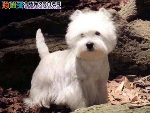 西高地一直不拉便便会不会憋出病