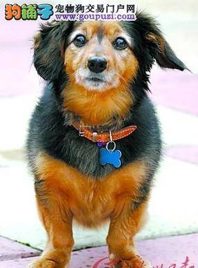 吉尼斯世界纪录全球最老狗的养生之道