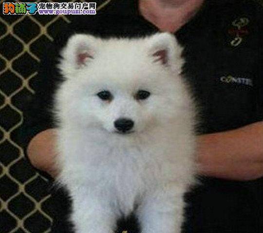 银狐犬的皮肤发红，有脓包要如何治疗