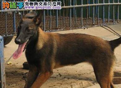 食疗养护方法 让马犬的毛发变的光亮柔顺