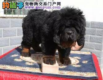 刚买回家七天的藏獒得了犬瘟怎么治疗