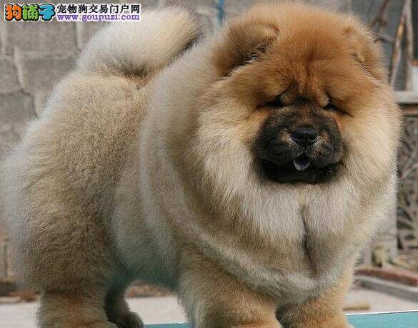 松狮犬的肠胃有问题，呕吐，不吃饭如何是好