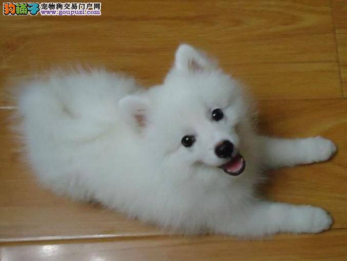 银狐犬患上狗瘟，应该如何治疗