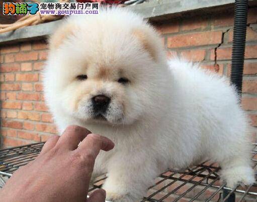 松狮犬宝宝刚出生就夭折是为什么