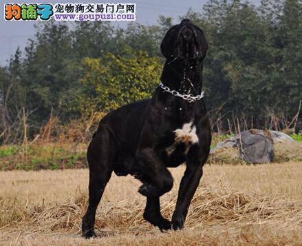 防治夏季易发病 保障卡斯罗犬的身体健康