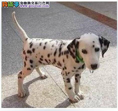 斑点狗洗完澡后咳嗽是着凉了吗