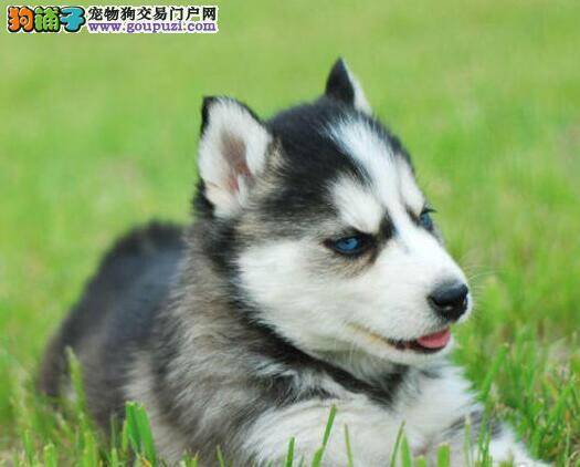 哈士奇见什么咬什么怎么办