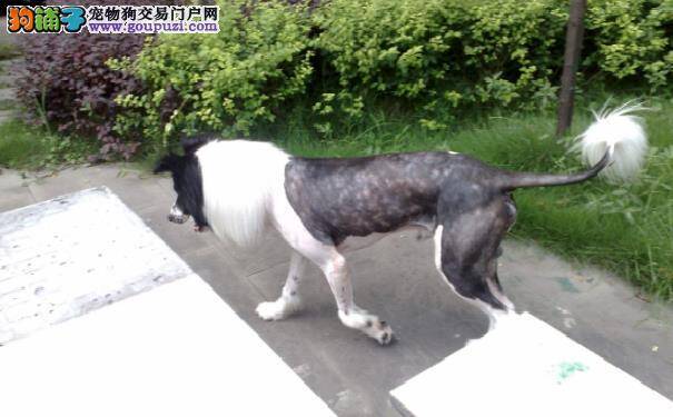 夏天到了！边牧需要剃毛吗 怎样帮边境牧羊犬散热呢
