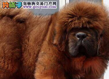 藏獒吃完饭就吐了这是为什么