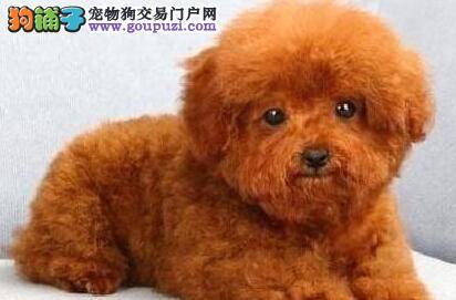 了解生病征兆 及时判断泰迪犬是否生病