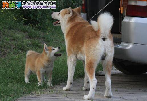 狗狗摆尾含义多 秋田犬的尾巴可以发出哪些信号