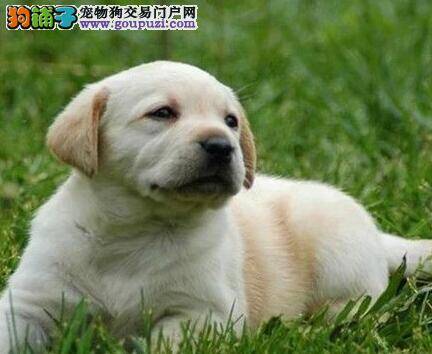 拉布拉多犬打完疫苗后呕吐偶尔哮喘 正常吗